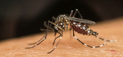 mosquito sucking blood